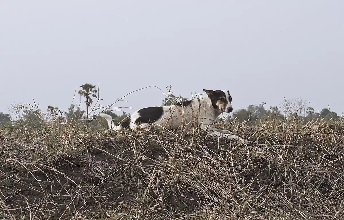 Cinq communes d’un département Français autorisent le tir des chiens errants