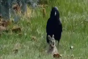 [Vidéo] Un corbeau tue un jeune lièvre