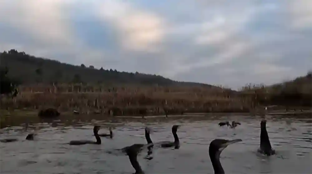 [Vidéo] Un étang dévasté par les cormorans en Dordogne