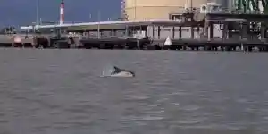 dauphins estuaire de la loire