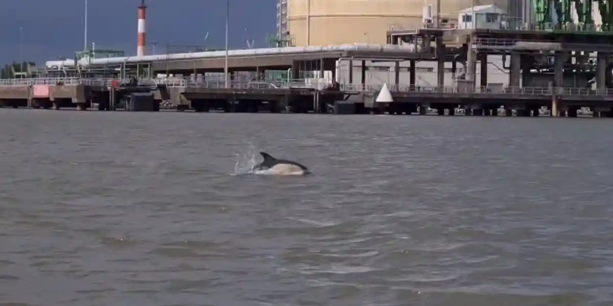 [Vidéo] Des dauphins filmés dans l’Estuaire de la Loire sur une Réserve de Chasse et de Faune sauvage