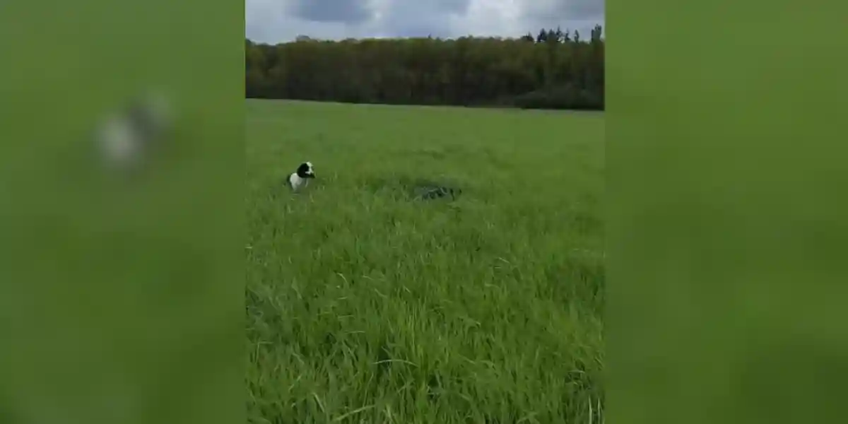 [Vidéo] Quand tu as deux chiens de chasse mais qu’ils ont un peu de mal…