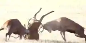 Deux cerfs attaquent un cerf isolé