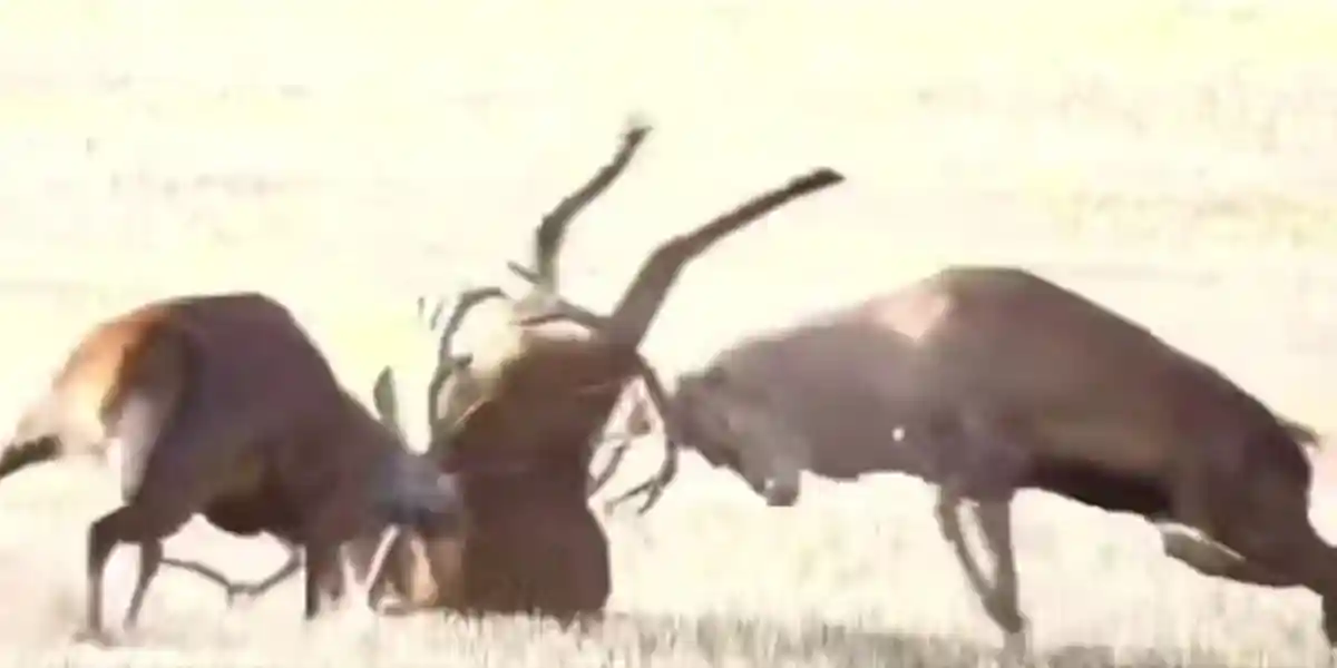 [Vidéo] Un cerf en mauvaise posture face à deux rivaux déchaînés