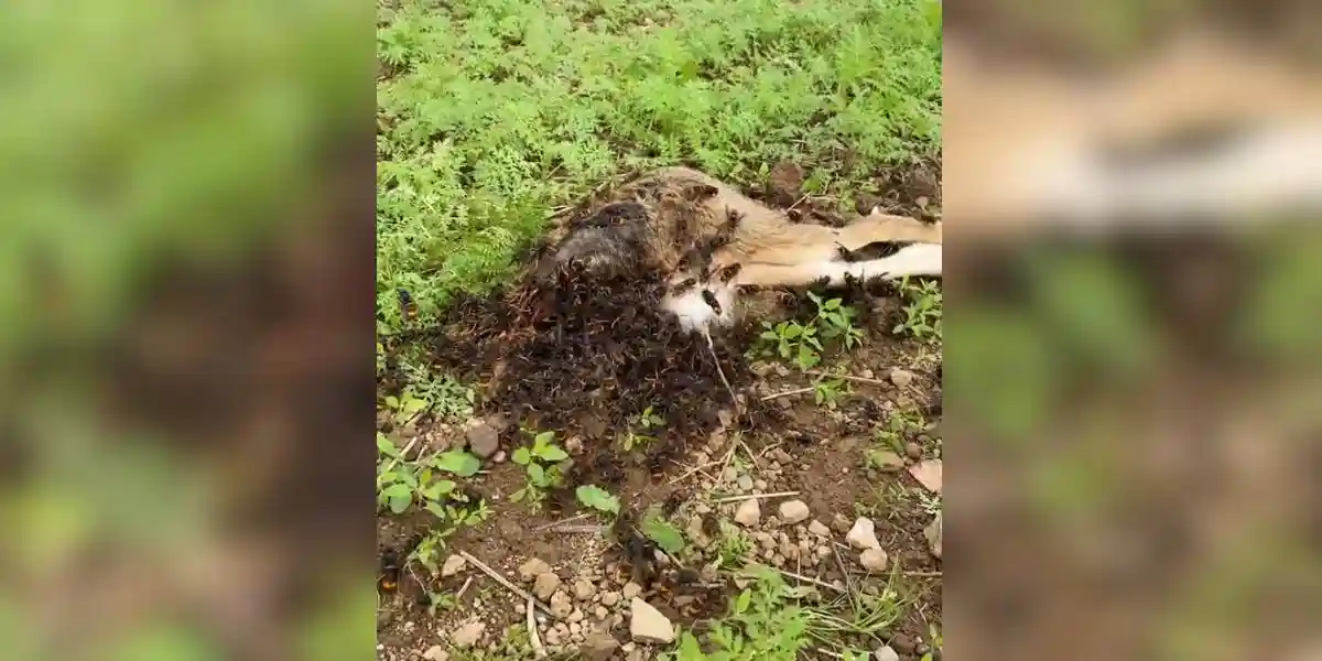 [Vidéo] Une nuée de frelons asiatiques dévore un lièvre