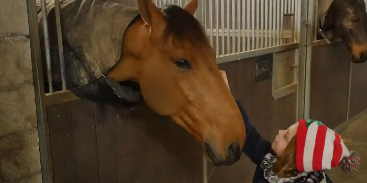 [Vidéo] Le cheval : partenaire adoré et choyé des veneurs
