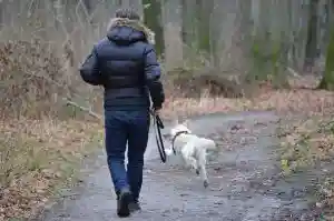 tenir son chien en laisse en forêt