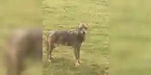 [Vidéo] Un loup filmé sur la commune de La Pesse dans le Jura