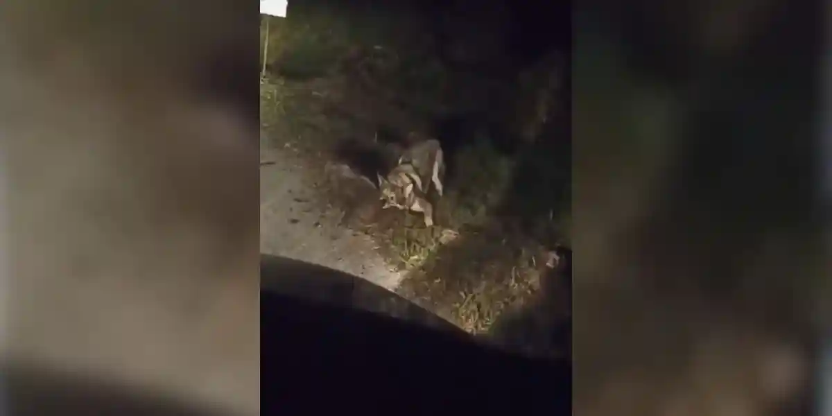 [Vidéo] Un petit sanglier attaqué par un loup, un chien ou un chien loup?