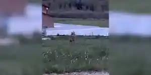 loup dans une ferme du Jura