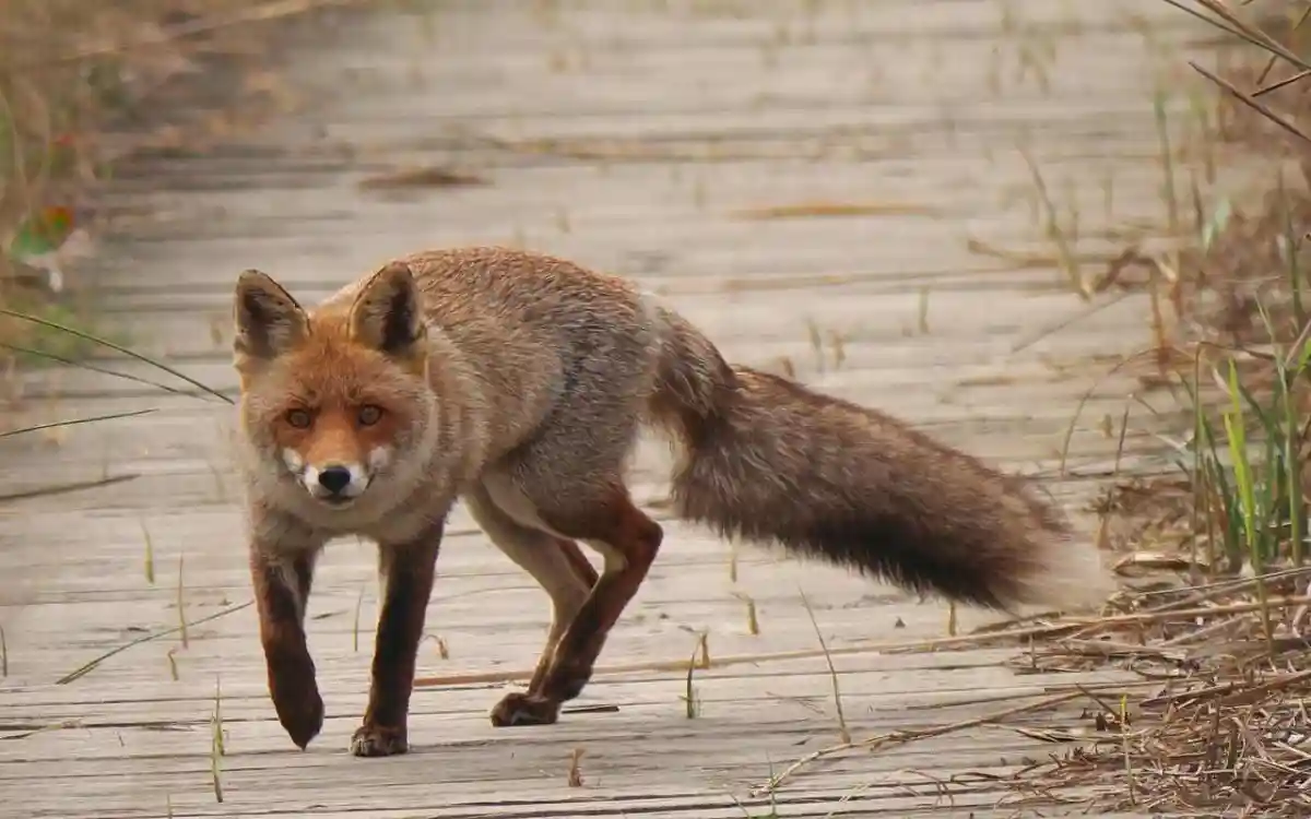 L’ONF se rapproche de la LPO pour exclure la chasse du renard et du blaireau dans ses forêts