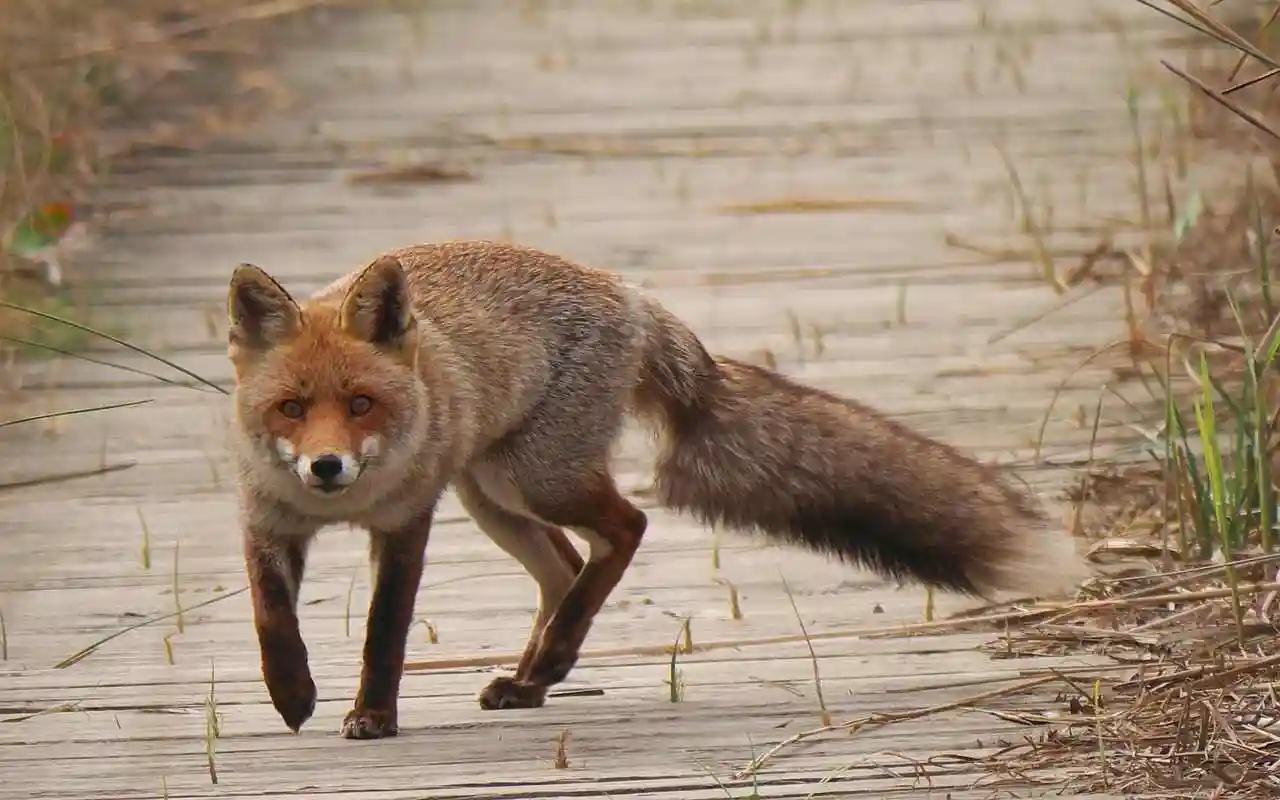 Tarn : des battues administratives prévues pour diminuer le nombre de renards jusqu’en juin