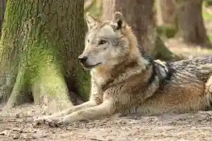 chien-loup hybride