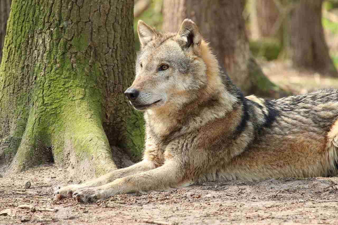 Les hybrides chiens-loups prolifèrent et inquiètent les experts comme les éleveurs