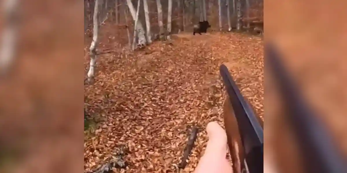 [Vidéo] Un chasseur fait 4 sangliers en 4 balles au semi-automatique