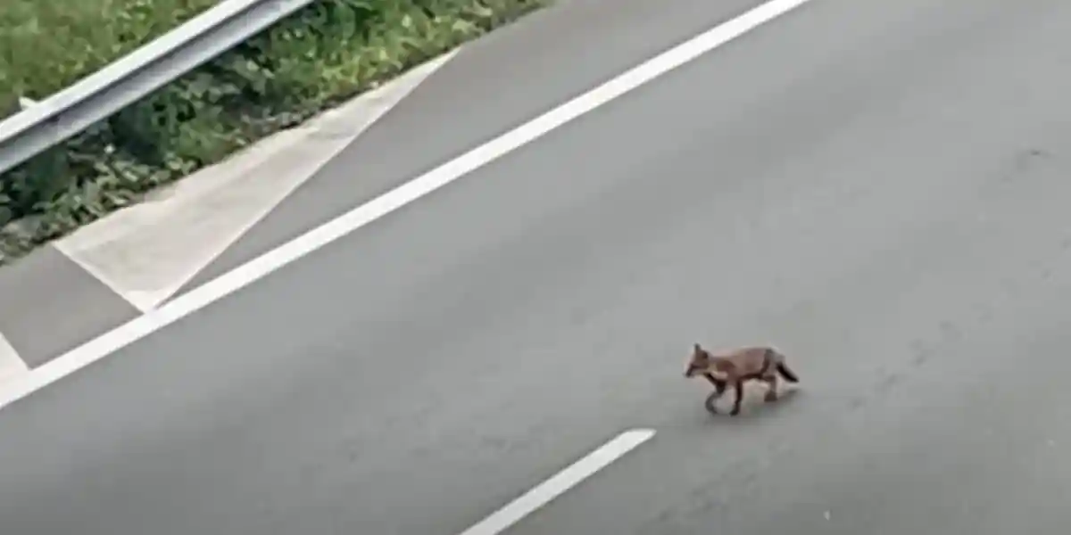 [Vidéo] Des renards aperçus près de Paris sur l’autoroute A13 fermée depuis quelques jours