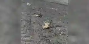 renards tués par un cable électrique