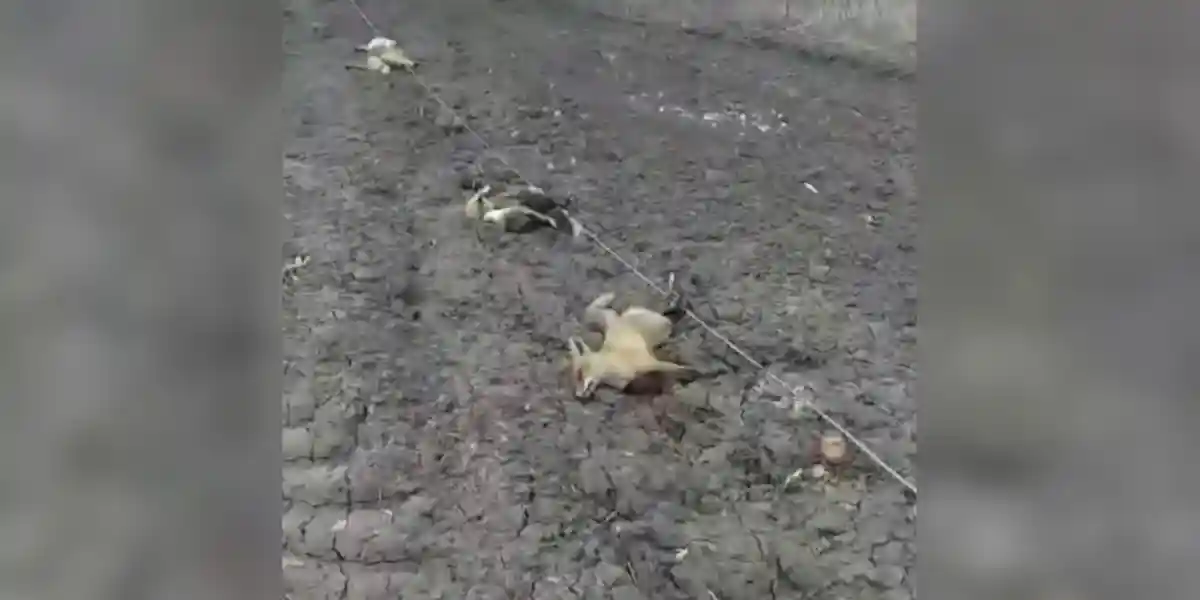 [Vidéo] Une dizaine de renards et un blaireau tués par la chute d’une ligne électrique