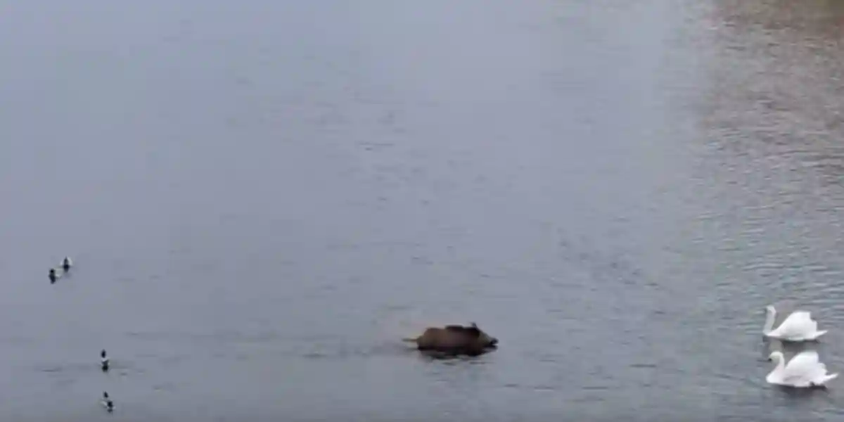 [Vidéo] Sur ce cours d’eau on peut observer des canards, des cygnes… et un sanglier!