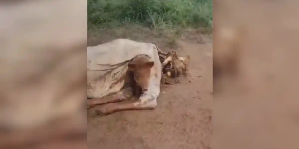 [Vidéo] Un sanglier trop gourmand se retrouve prisonnier d’une carcasse de vache