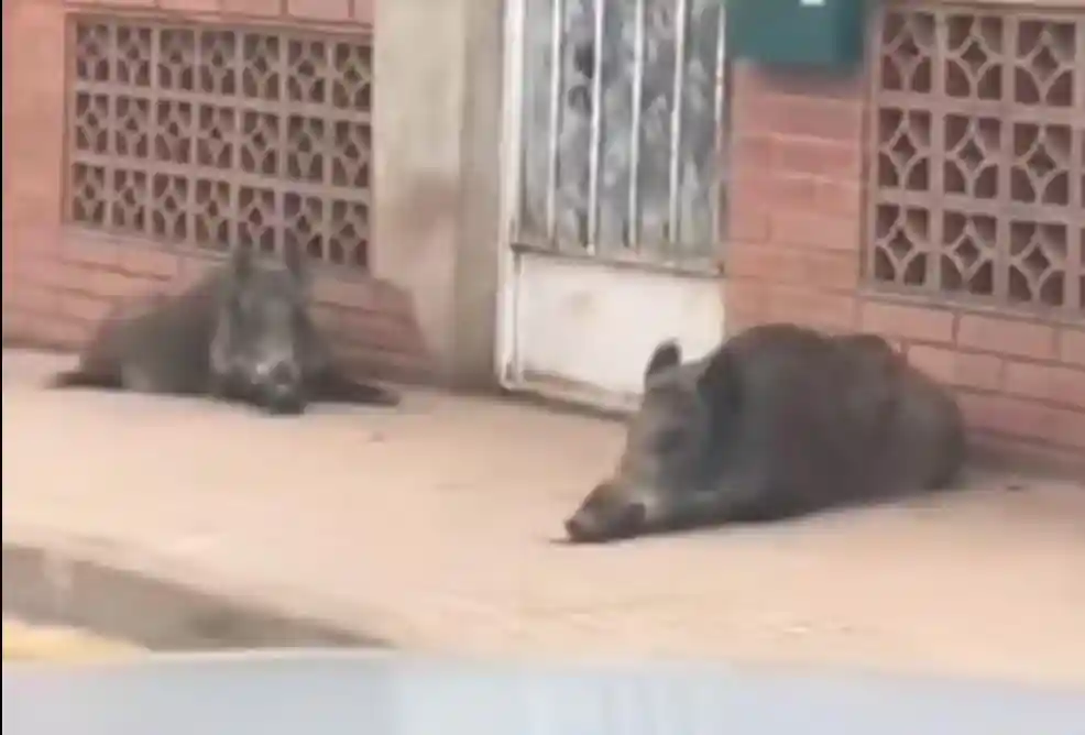 [Vidéo] 2 sangliers montent la garde devant une maison