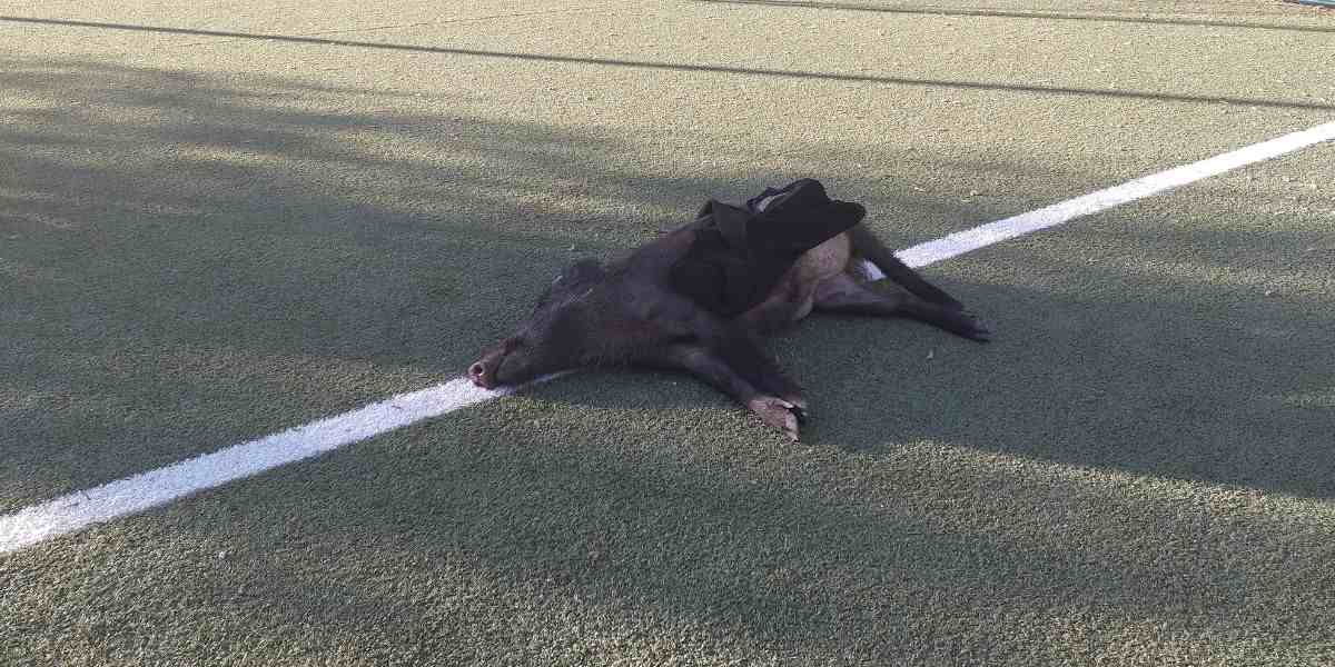 Un sanglier mort retrouvé au beau milieu du city stade d’une commune Varoise