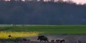 [Vidéo] Une compagnie de sangliers prend une petite pause dans la plaine