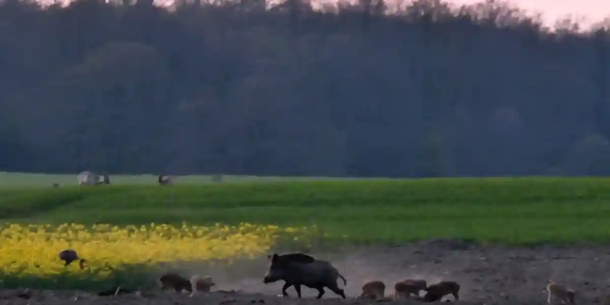[Vidéo] Une compagnie de sangliers prend une petite pause dans la plaine