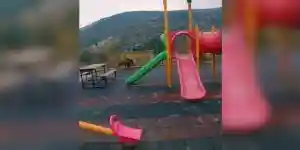 sangliers dans un parc pour enfants