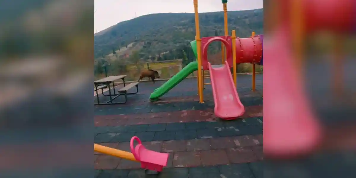 [Vidéo] Deux sangliers en balade dans un parc de jeux pour enfants