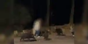 Les images d’une personne en train de nourrir les sangliers dans Marseille soulèvent la colère des riverains