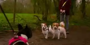 [Vidéo] Dans les forêts Wallonnes, l’obligation de tenir son chien en laisse c’est toute l’année