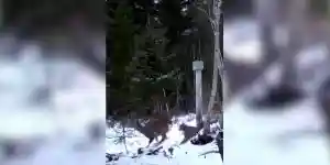 un lynx saute sur un brocard