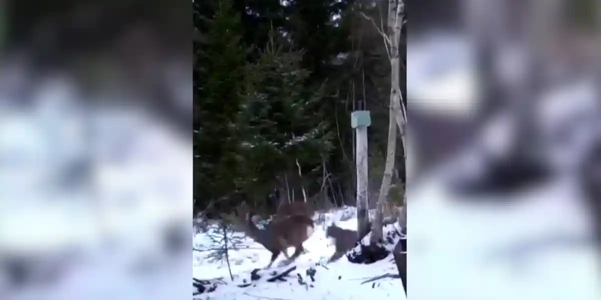 [Vidéo] En pleine chasse, un lynx va faire un bond impressionnant sur un chevreuil