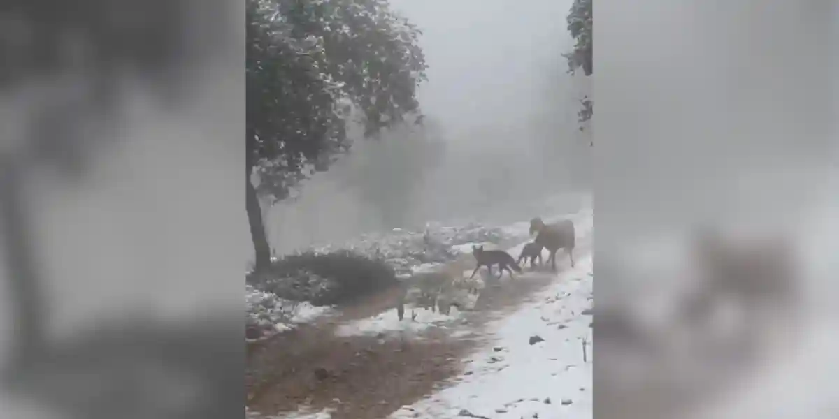 [Vidéo] Un renard essaie de s’en prendre à un agneau devant sa mère