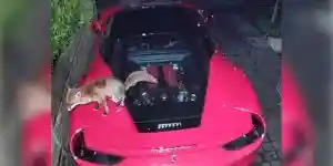 un renard défèque sur une Ferrari