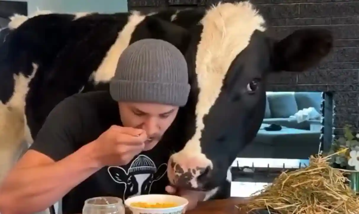 [Vidéo] Quand ton animal de compagnie est une vache !