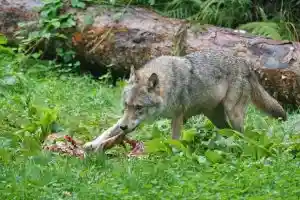 Un loup tué dans la Drôme suite à une attaque sur un troupeau