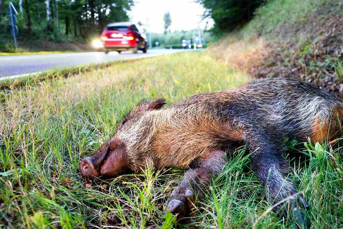 Dordogne : un automobiliste blessé à la jambe suite à un accident causé par un sanglier