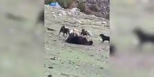 attaque d'ours devant les chiens