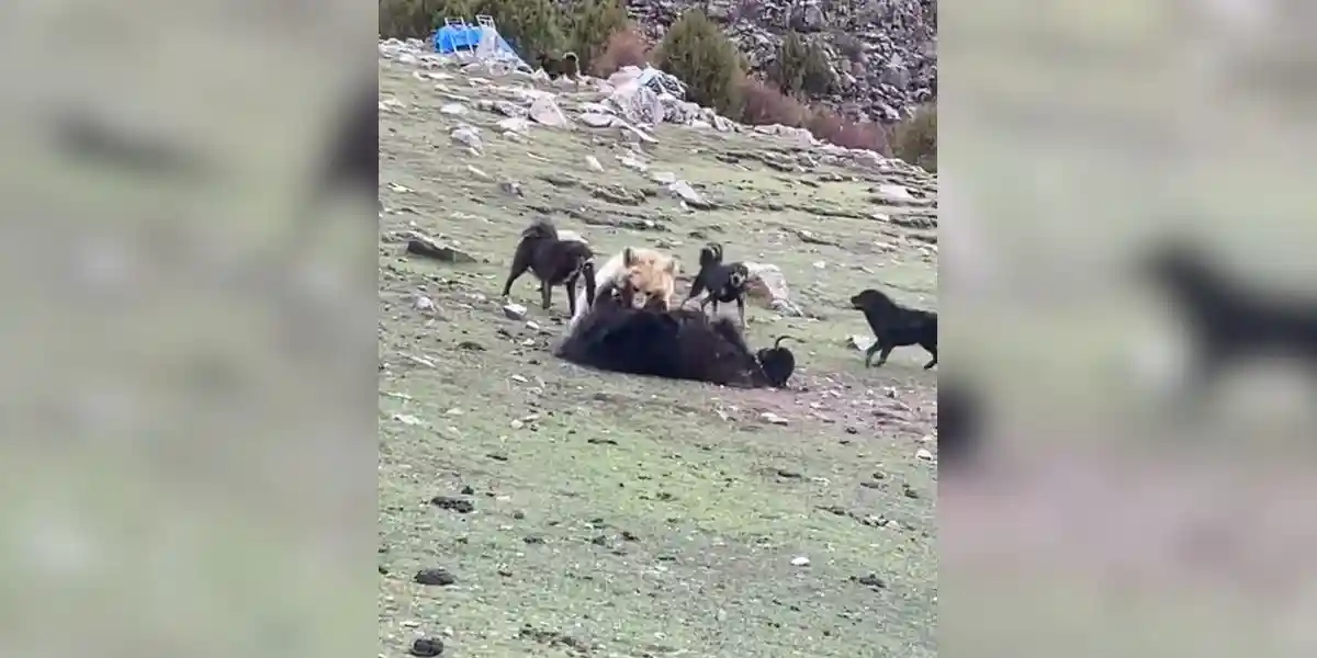 [Vidéo] Un ours attaque un troupeau sans prêter attention aux chiens de défense
