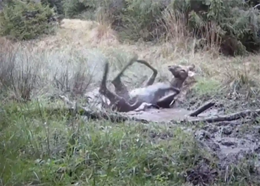 [Vidéo] Une biche s’offre un bain de boue
