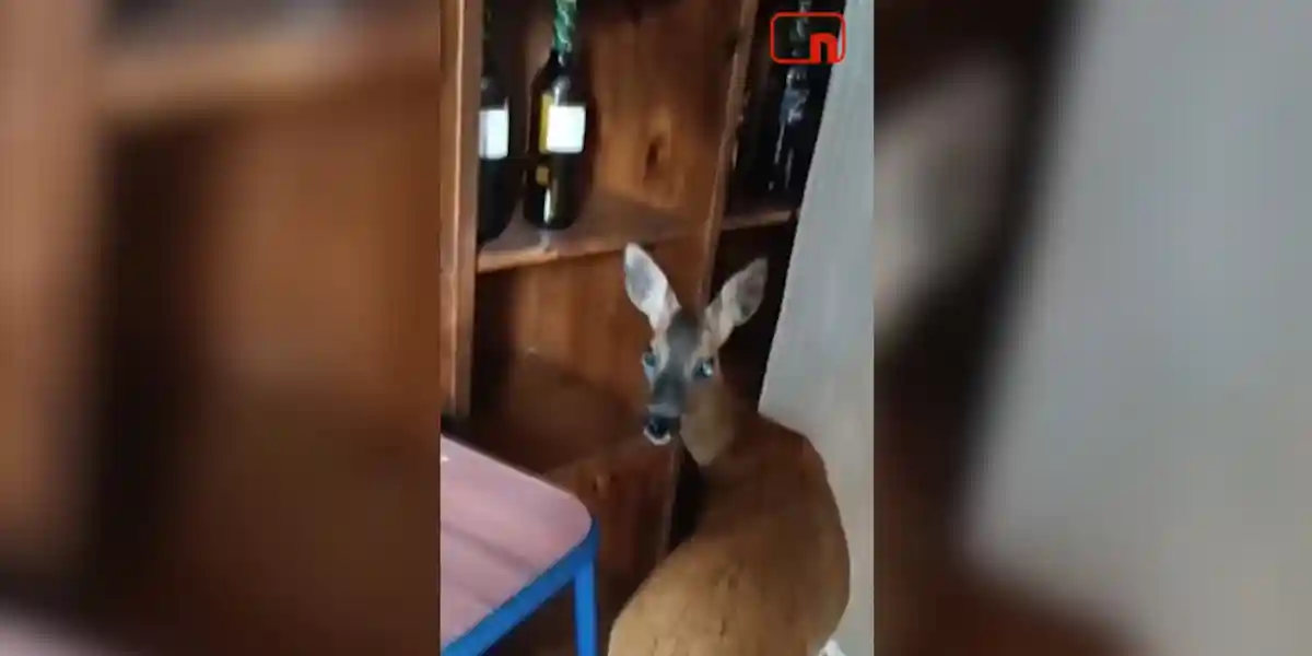 [Vidéo] Un chevreuil coincé dans un bar au milieu des clients