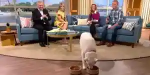 [Vidéo] Une femme assure que son chien est végétarien lors d’une émission mais tout ne se passe pas comme prévu!