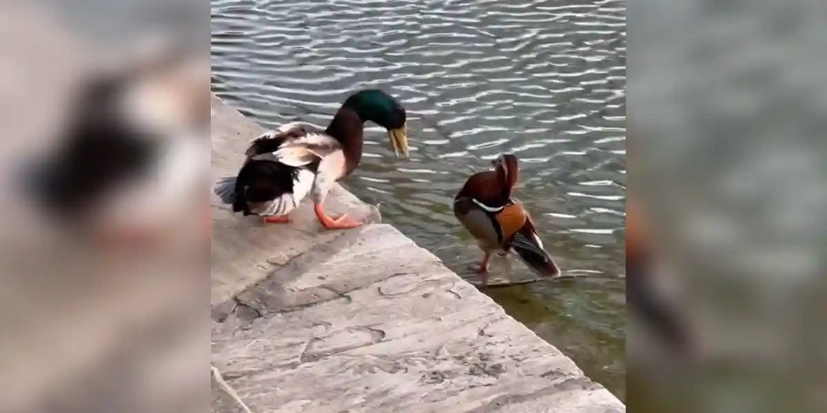 [Vidéo] Prise de bec entre un colvert et un mandarin