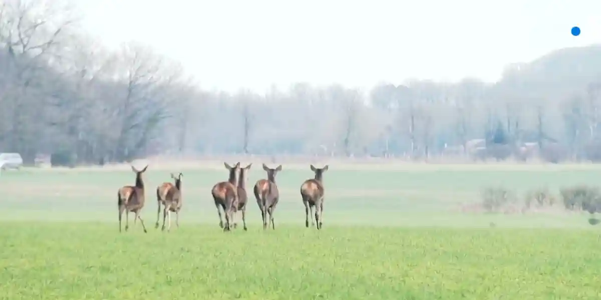 [Vidéo] Le comptage des grands cervidés d’Eure-et-Loir au journal de France 3