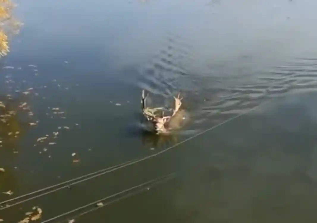 [Vidéo] Un daim rend visite à un pêcheur