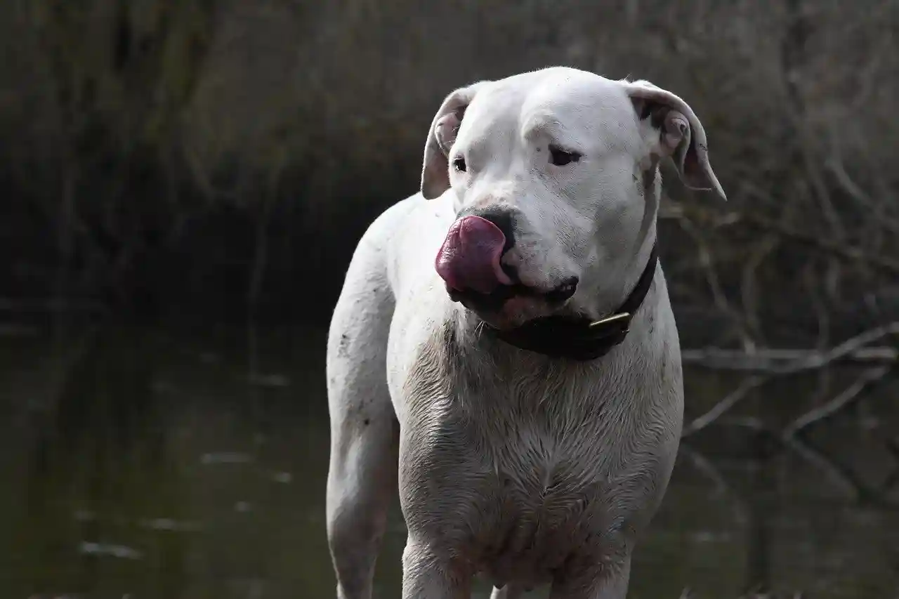 BFM lance la polémique sur les chiens de chasse après le décès d’une femme attaquée par un dogue argentin