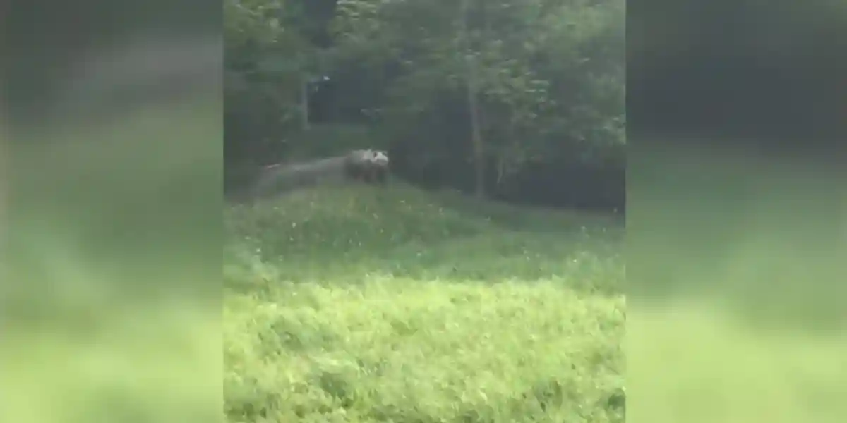 [Vidéo] Un tout jeune ours a été aperçu depuis une route dans les Pyrénées