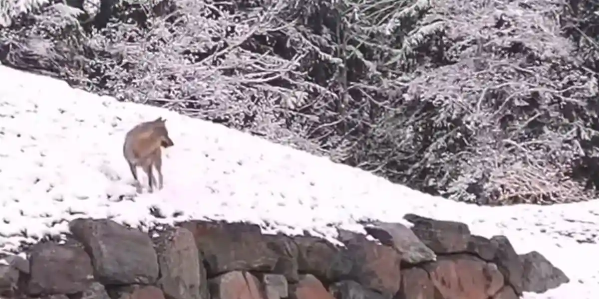 [Vidéo] Les loups filmés dans Megève